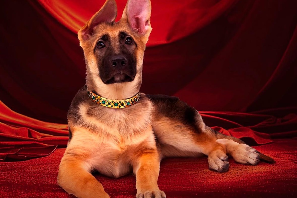 Dekati Si Anjing Berkekayaan Rp6,5 Triliun, yang Paling Kaya di Dunia