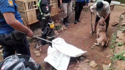 Anjing Agresif Ganggu Ketentraman Warga