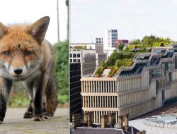 Foxes Invade £1 Billion Google HQ in London: Nature Takes Over!