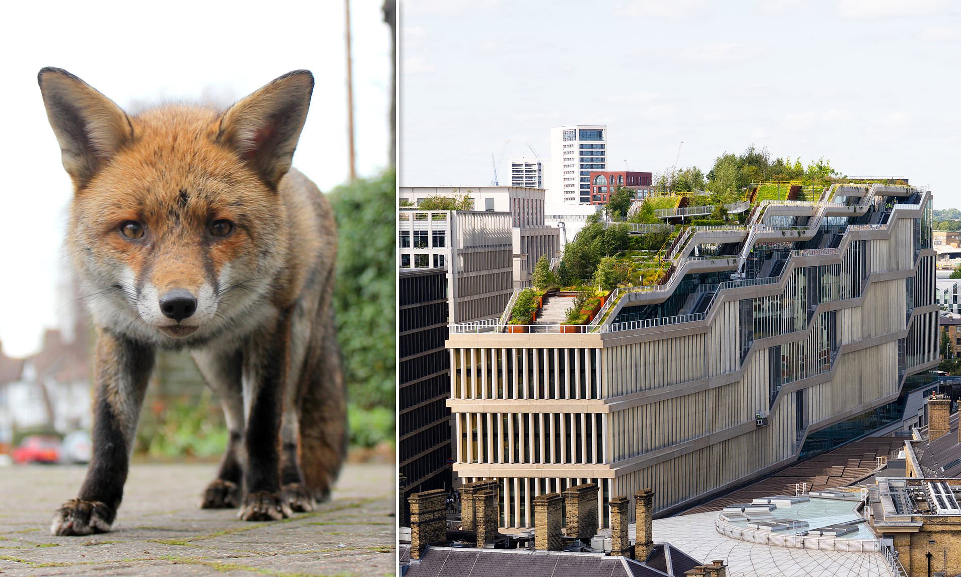 Foxes Invade £1 Billion Google HQ in London: Nature Takes Over!