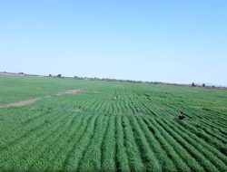 Ethiopia’s Food Security: Navigating the New Era