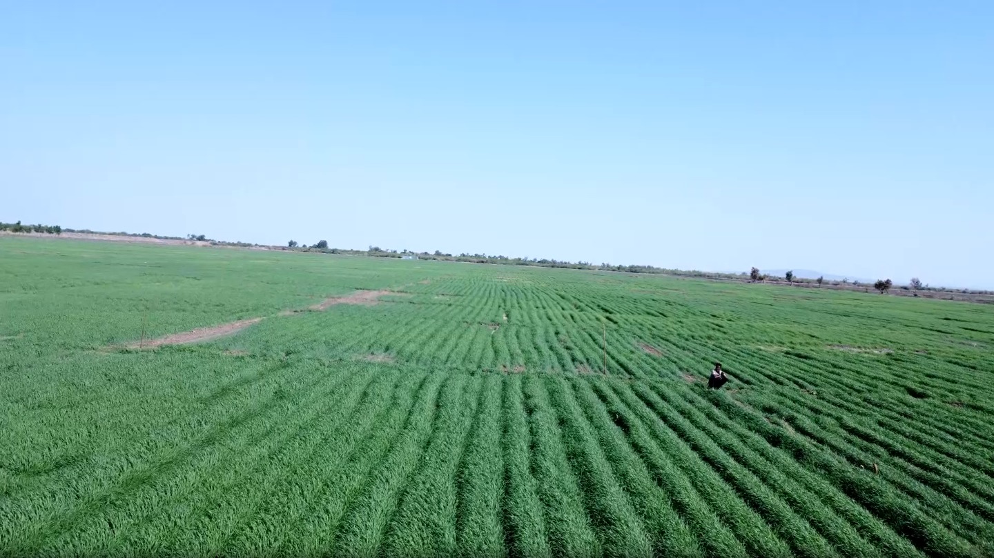 Ethiopia’s Food Security: Navigating the New Era