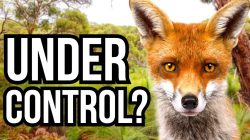 Tackling the Invaders: 5 Global Case Studies on Eradication