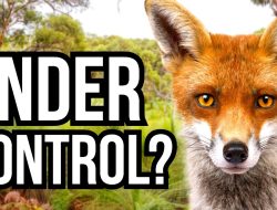 Tackling the Invaders: 5 Global Case Studies on Eradication Tackling the Invaders: 5 Global Case Studies on Eradication