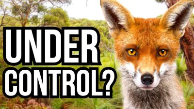 Tackling the Invaders: 5 Global Case Studies on Eradication