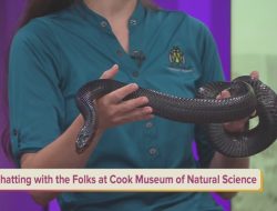 Summer Fun Awaits at Cook Museum of Natural Science Summer Fun Awaits at Cook Museum of Natural Science