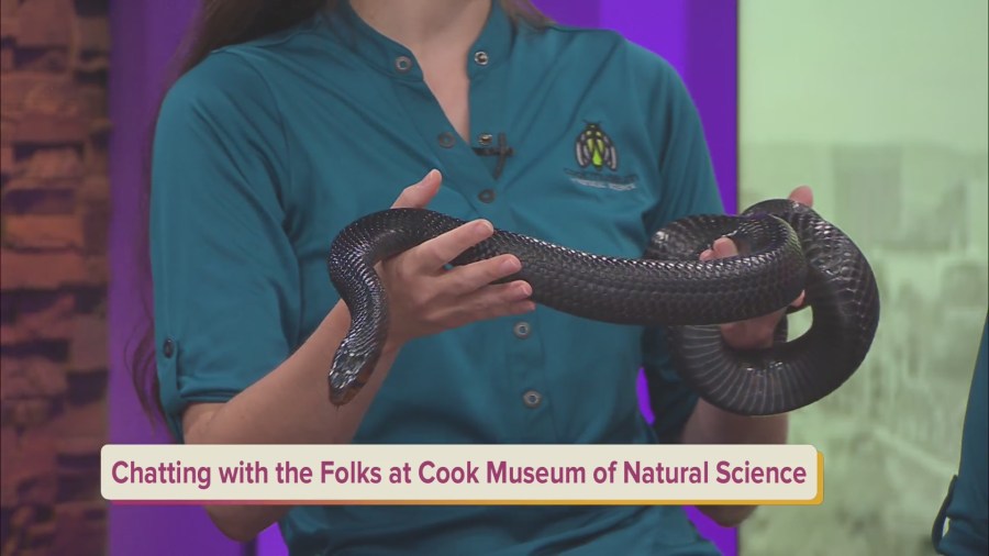 Summer Fun Awaits at Cook Museum of Natural Science