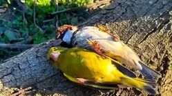 Goldfinch: Burung Ceria yang Suka Berjemur Terlentang di Bawah Sinar Mentari