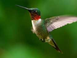 Attract Hummingbirds to Your Garden with This Easy Yard Addition Attract Hummingbirds to Your Garden with This Easy Yard Addition