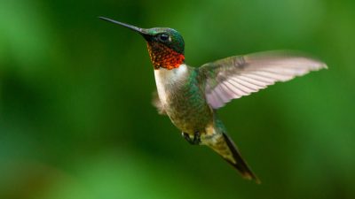 Attract Hummingbirds to Your Garden with This Easy Yard Addition