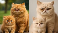 Wajah Kucing Pesek Selalu Kotor? Ini Solusinya!