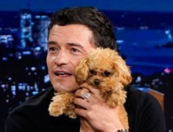 Orlando Bloom and His Pup Steal the Spotlight in NYC, While Katy Perry and Daisy Get Stylish in Sydney Orlando Bloom and His Pup Steal the Spotlight in NYC, While Katy Perry and Daisy Get Stylish in Sydney