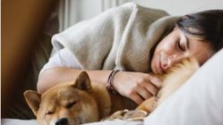 Apakah Tidur Bersama Hewan Peliharaan Mempengaruhi Kualitas Tidur? Ini Jawaban Ahli