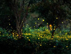 How to Lure Fireflies to Your Garden—and Make Them Stay How to Lure Fireflies to Your Garden—and Make Them Stay