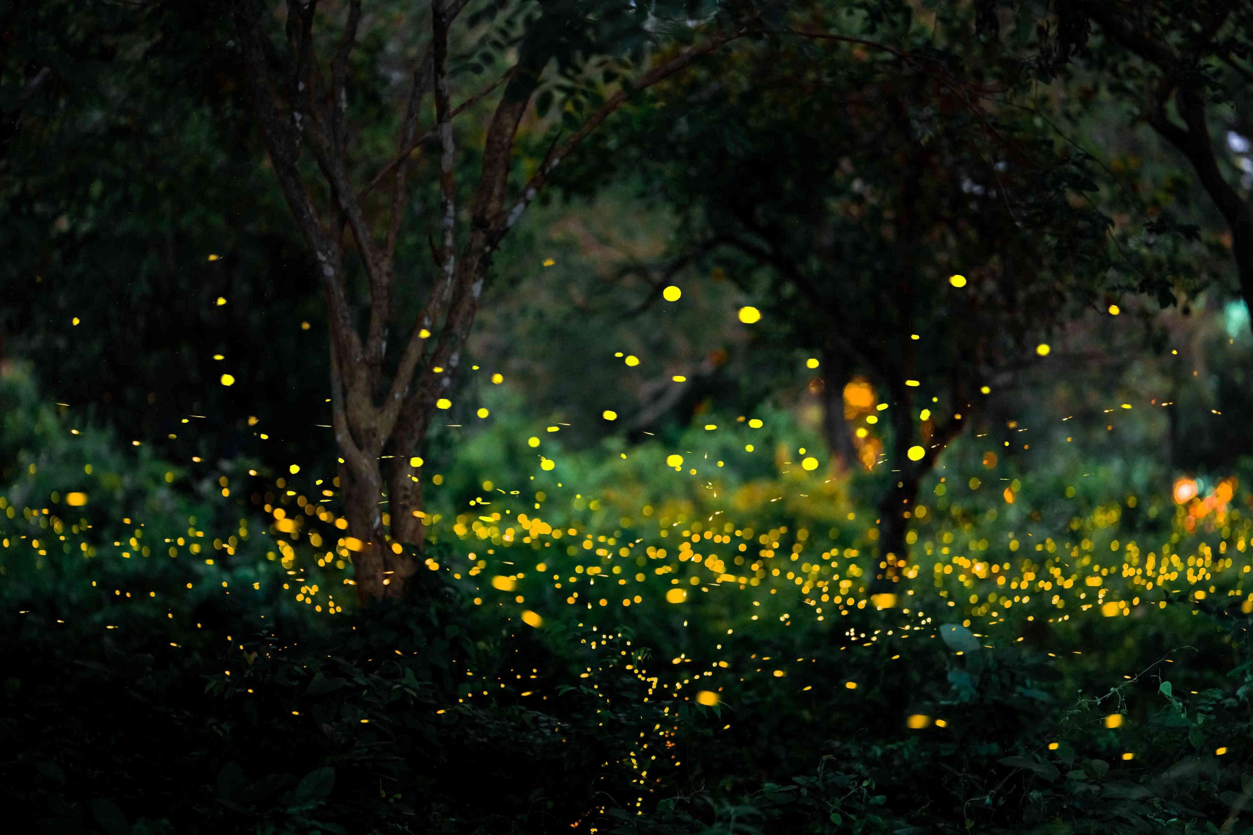 How to Lure Fireflies to Your Garden—and Make Them Stay