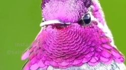Annas Hummingbird: Kilatnya Cepat dan Warnanya seperti Permata
