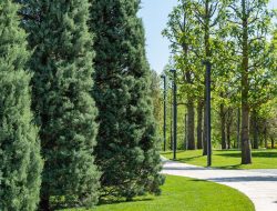 6 Rapidly Growing Evergreens for Swift Privacy 6 Rapidly Growing Evergreens for Swift Privacy