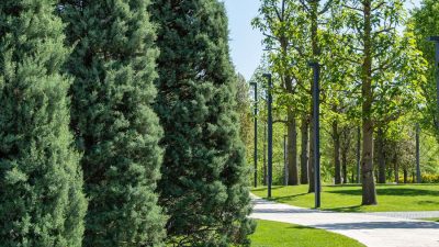 6 Rapidly Growing Evergreens for Swift Privacy