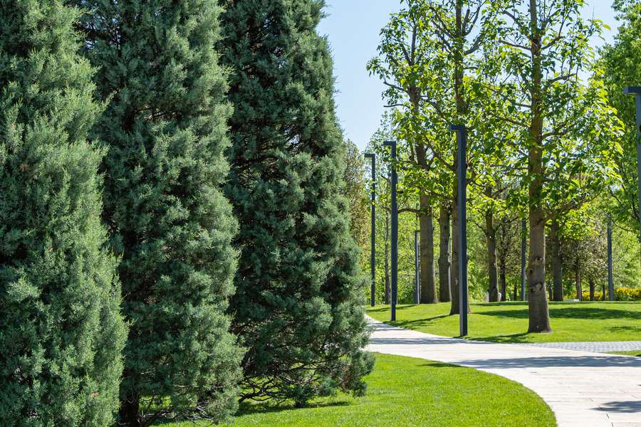 6 Rapidly Growing Evergreens for Swift Privacy
