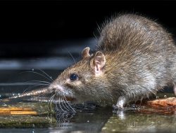 Health Officials Alarm Over Surge in Rat Fever Infections Health Officials Alarm Over Surge in Rat Fever Infections