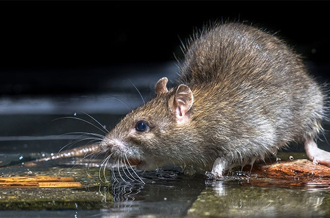 Health Officials Alarm Over Surge in Rat Fever Infections