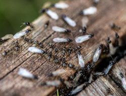 Watch Out: Flying Ants Are Coming—Experts Warn Keep a Sharp Eye on Them Watch Out: Flying Ants Are Coming—Experts Warn Keep a Sharp Eye on Them