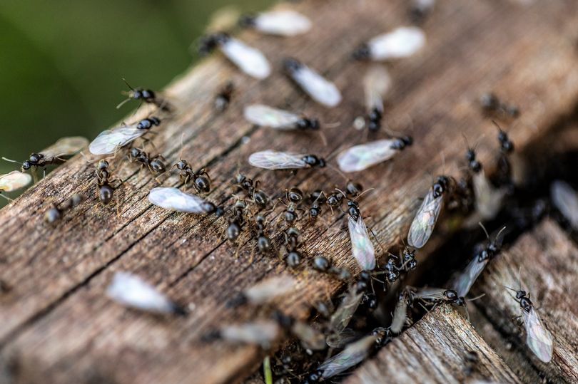 Watch Out: Flying Ants Are Coming—Experts Warn Keep a Sharp Eye on Them