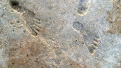 New Research Bolsters Case for Ancient Age of New Mexico’s Mysterious Footprints