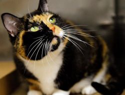 EU Parliament Votes for Mandatory Microchipping of Cats and Dogs