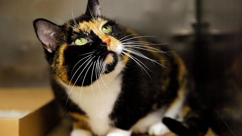 EU Parliament Votes for Mandatory Microchipping of Cats and Dogs
