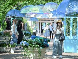 Japan’s Hydrangea Haven: 700 Blooms Welcome Visitors at Yokohama English Garden