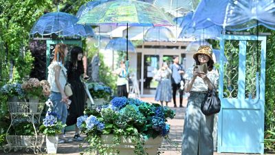 Japan’s Hydrangea Haven: 700 Blooms Welcome Visitors at Yokohama English Garden