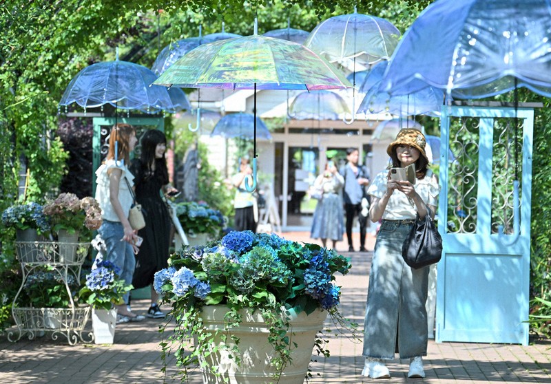 Japan’s Hydrangea Haven: 700 Blooms Welcome Visitors at Yokohama English Garden