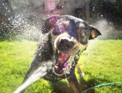 Hot Dogs and Cool Cats: Top Tips for Pet Owners