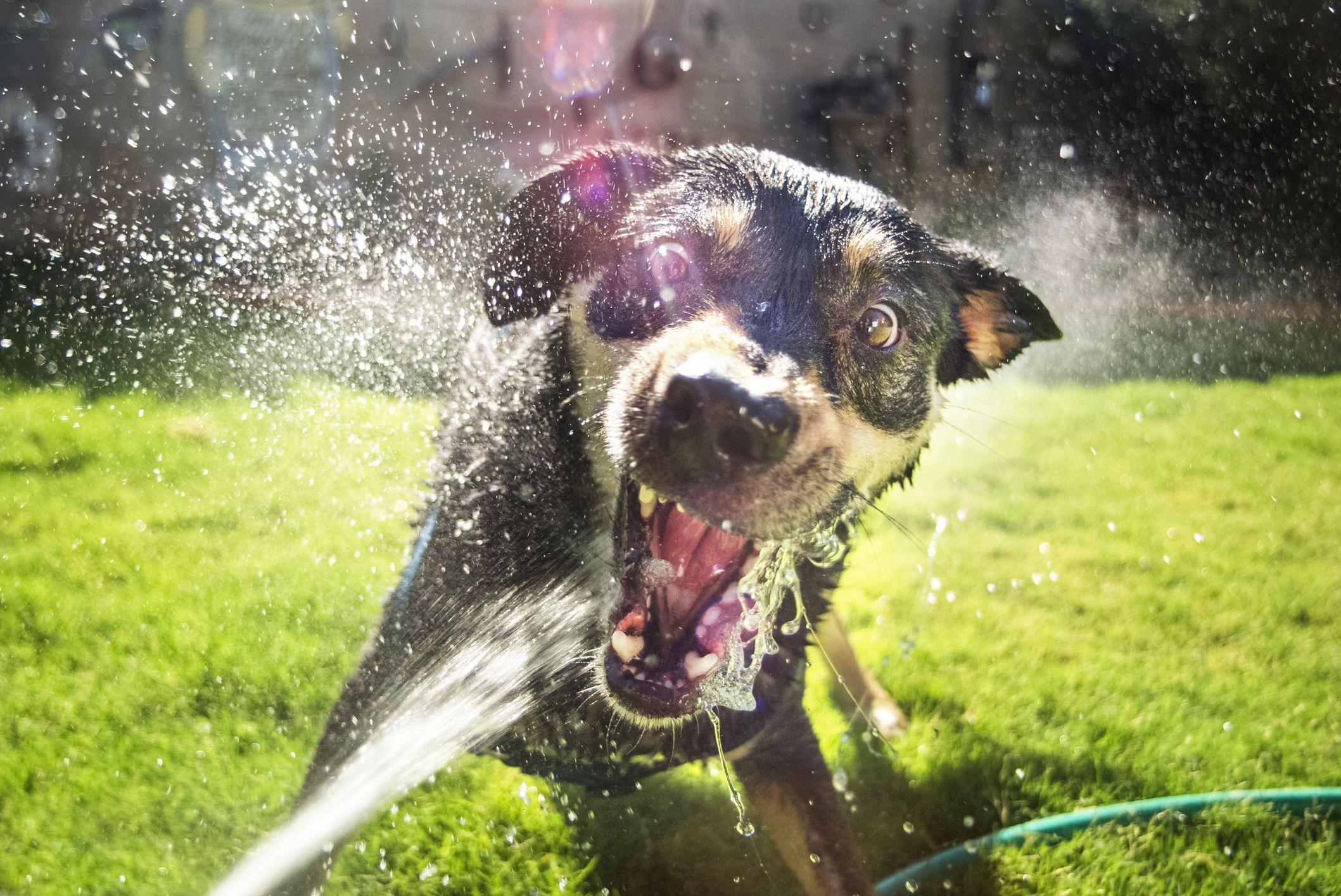 Hot Dogs and Cool Cats: Top Tips for Pet Owners