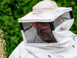 How Dangerous Are Invasive Insects Threatening Europe? How Dangerous Are Invasive Insects Threatening Europe?