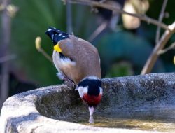 Transform Your Leftover Bricks Into a Stylish DIY Birdbath