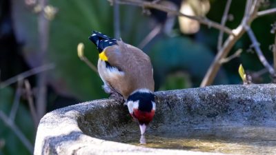 Transform Your Leftover Bricks Into a Stylish DIY Birdbath