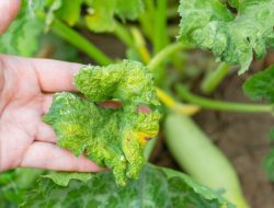 What’s Bugging Your Zucchini? 9 Pests to Identify Now