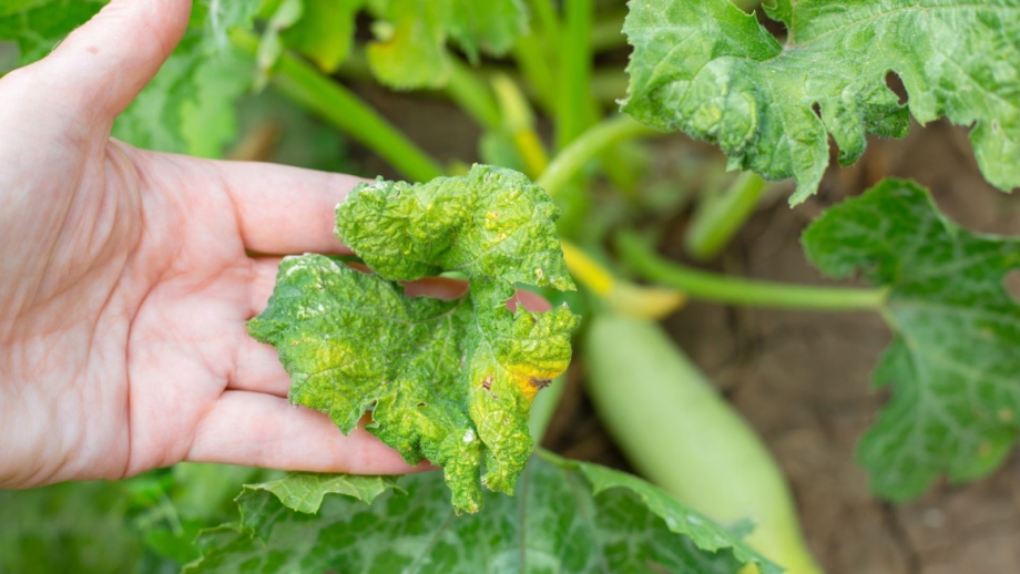 What’s Bugging Your Zucchini? 9 Pests to Identify Now