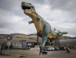 Beloved Giant Alberta Dinosaur Awaits Tests Before Potential Extinction
