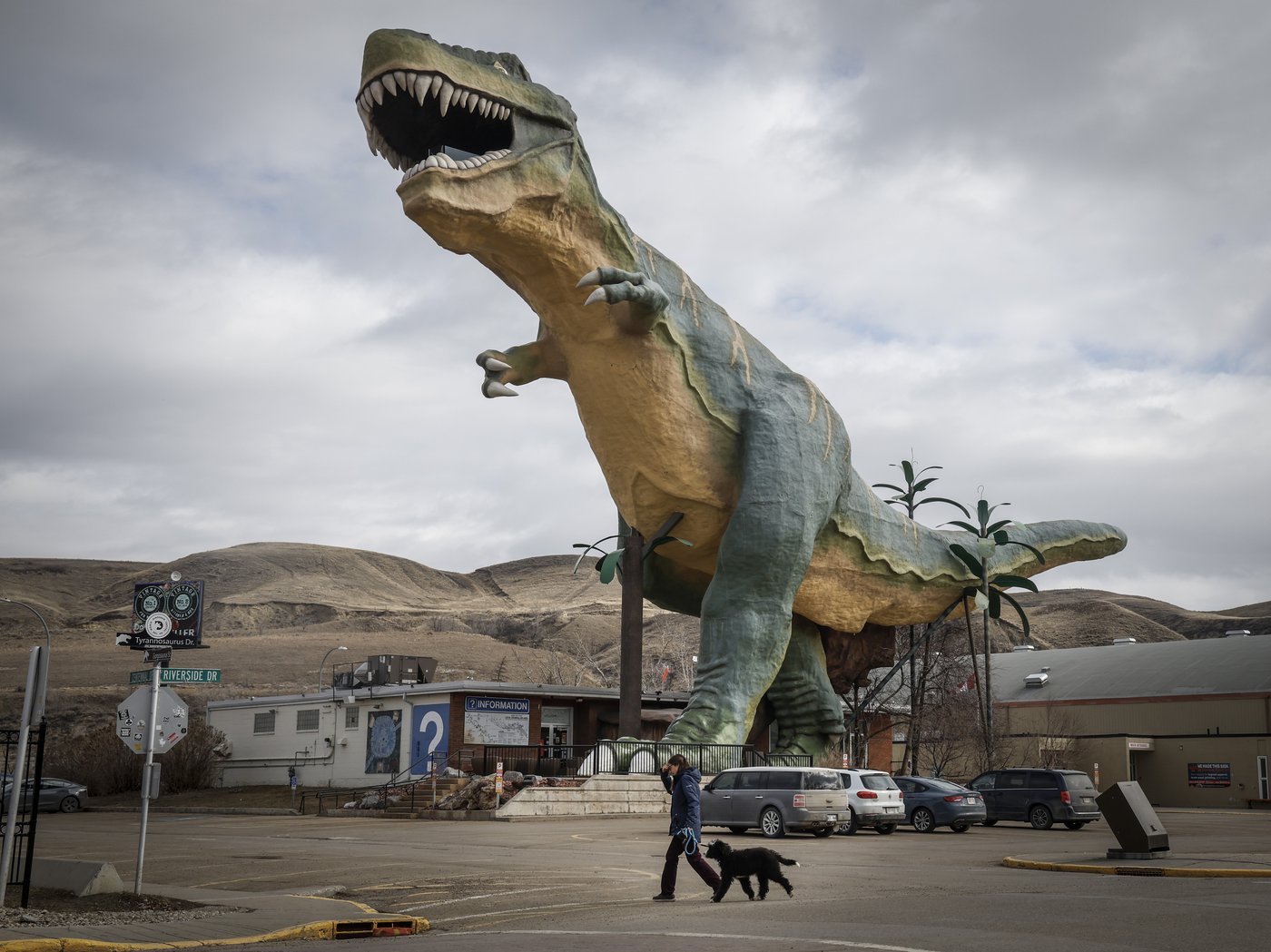 Beloved Giant Alberta Dinosaur Awaits Tests Before Potential Extinction