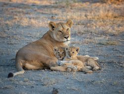 Brave Big Cat Moms: Their Heroic Journey Raising Cubs