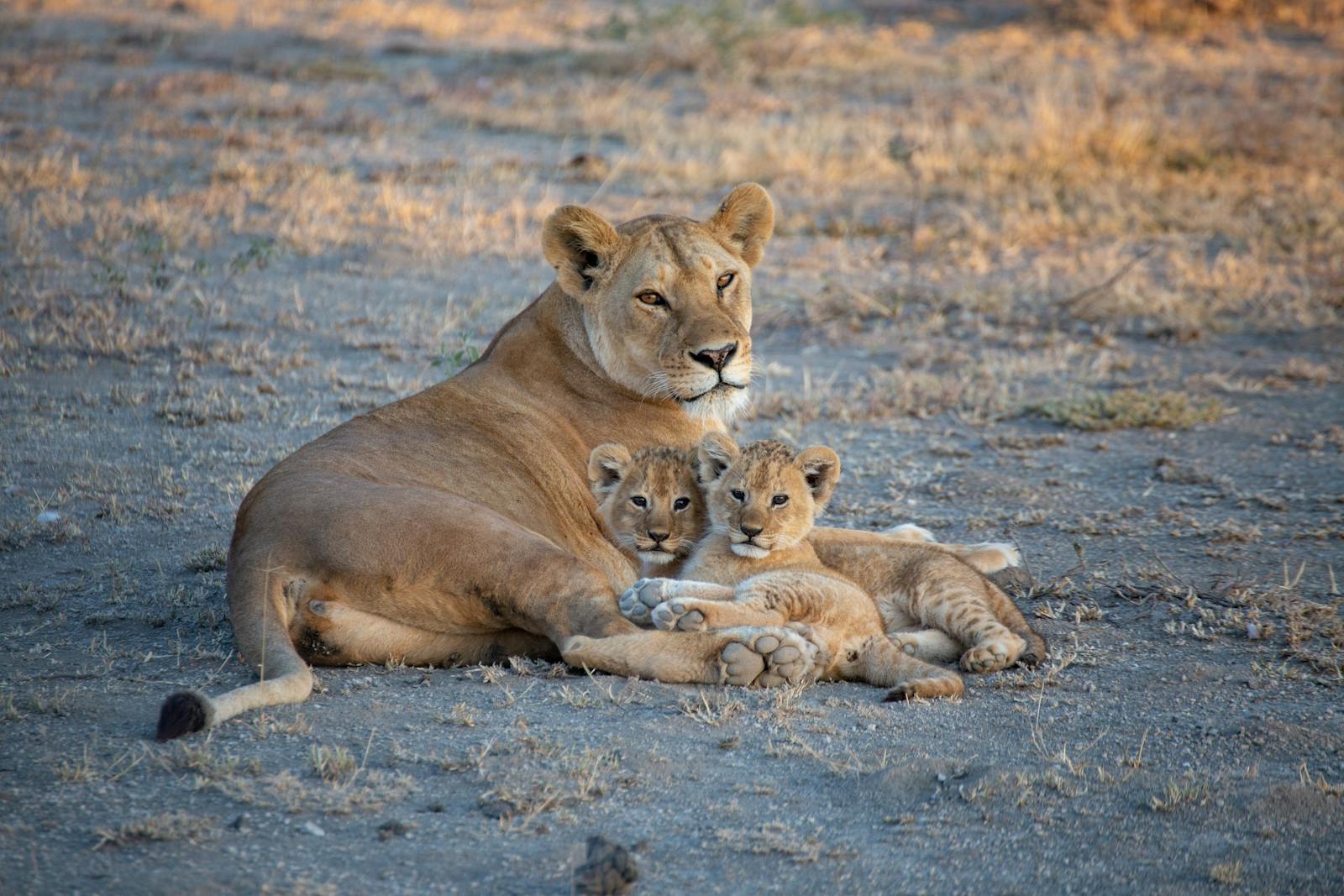 Brave Big Cat Moms: Their Heroic Journey Raising Cubs