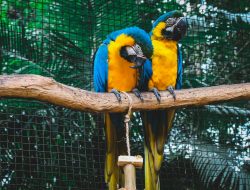 What Makes Parrots Pick Their Favorite Human?