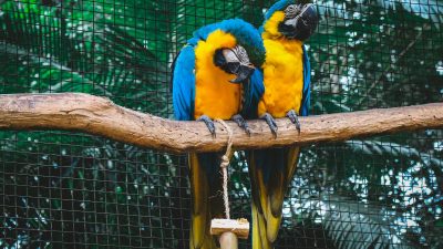What Makes Parrots Pick Their Favorite Human?