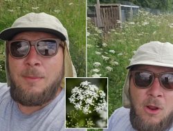 Farmer Buys UK’s ‘Deadliest Field’ After Uncovering Lethal Poison Plant