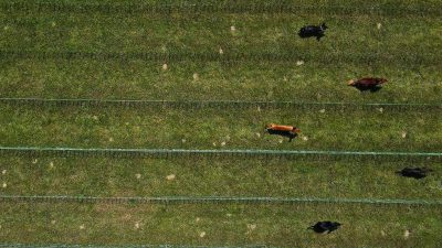 Magdeburg Kicks Off Germany’s First Dachshund Racing Championship
