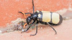 Blister Beetles Pose Threat to U.S. Hayfields and Horses
