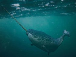 Why Narwhals Can’t Be Kept in Aquariums – The Dark Truth Revealed